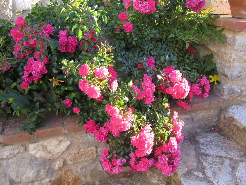 Agriturismo Borghetto Il Montino Раполано-Терме Экстерьер фото